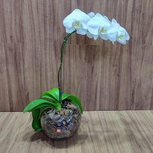 Orquídea phalaenopsis branca no aquário de vidro pequeno