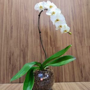Orquídea phalaenopsis cascata branca no aquário de vidro grande
